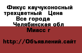 Фикус каучуконосный трехцветный › Цена ­ 500 - Все города  »    . Челябинская обл.,Миасс г.